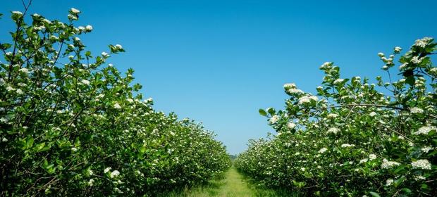 Kwitnące krzewy aronii na plantancji Bio Juice
