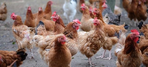 Polska Meat jest największym europejskim eksporterem kur. Za granice wysyła miesięcznie blisko 6 tys. ton.