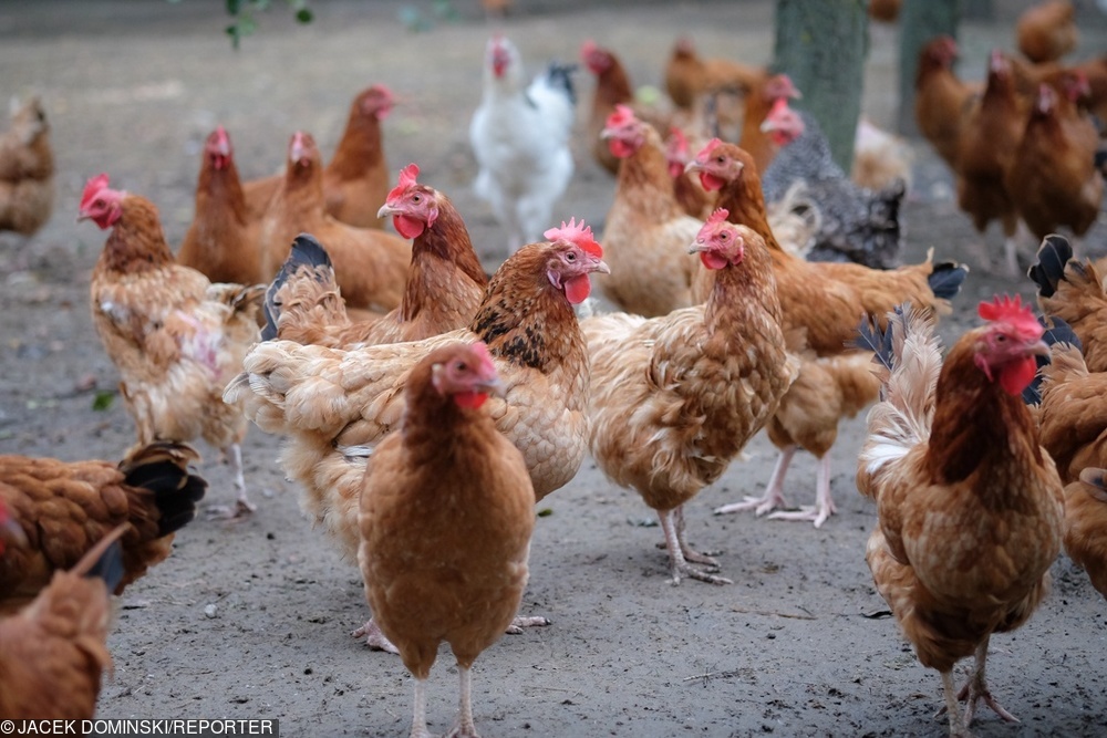 Polska Meat chce budować markety w Afryce. Już eksportuje tam tony drobiu