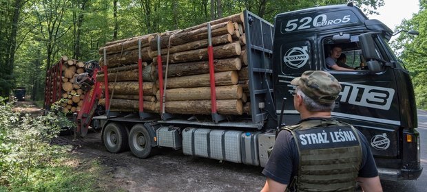 02.08.2017, Puszcza Białowieska. Wywóz drewna już po decyzji TS UE o wstrzymaniu wycinki.