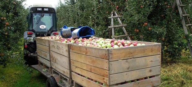 Na rynku pojawi się w tym roku 3,7 mln ton jabłek, o połowę więcej niż rok temu