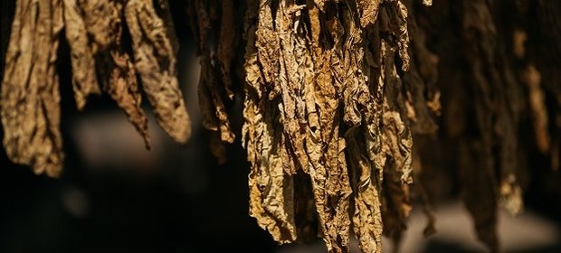 Polska jest drugim największym producentem wyrobów tytoniowych w Unii Europejskiej.
