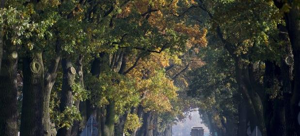 Każdego roku w wyniku zderzeń z przydrożnymi drzewami ginie prawie pół tysiąca osób, a ok. 2,5 tys. zostaje rannych