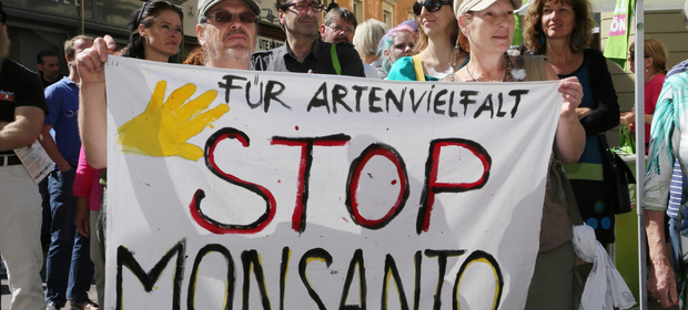 Część ekspertów twierdzi, że glifosat produkowany m.in. przez Monsanto ma działanie rakotwórcze.